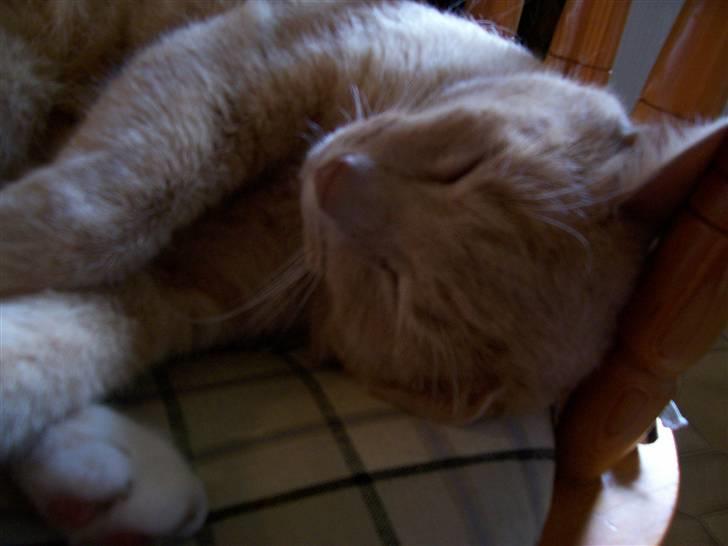 Huskat Mille billede 6