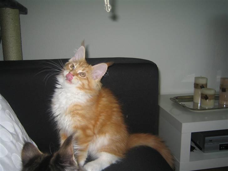 Maine Coon Ferdinand billede 9