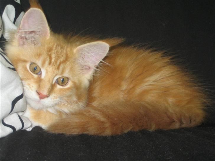 Maine Coon Ferdinand billede 10