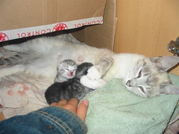 Huskat Trunte billede 10