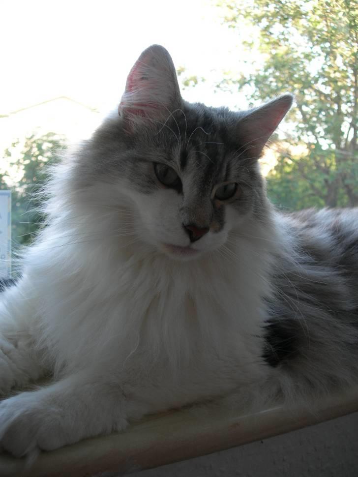 Norsk Skovkat Na'zyias Faris Faruq - Faruq juni 2008 billede 12