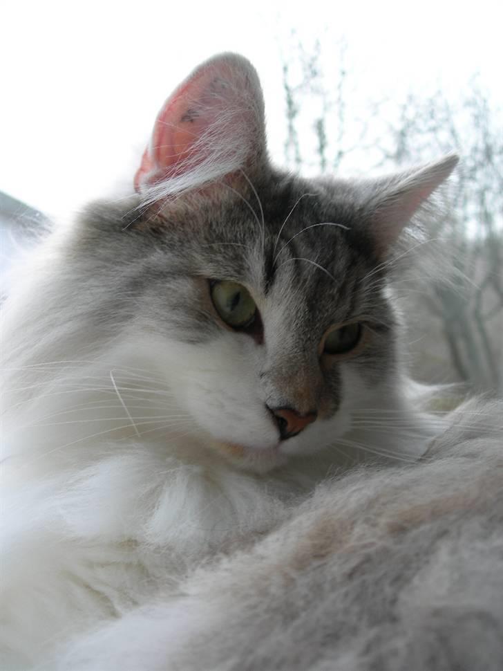 Norsk Skovkat Na'zyias Faris Faruq - Faruq 09.02.08 billede 13