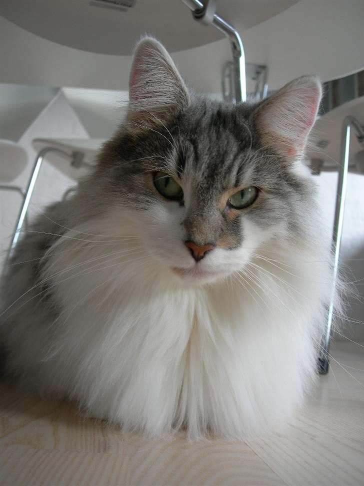 Norsk Skovkat Na'zyias Faris Faruq - oktober 08 billede 14