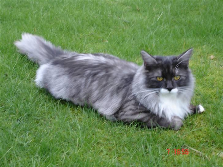 Maine Coon Taz (død) billede 18
