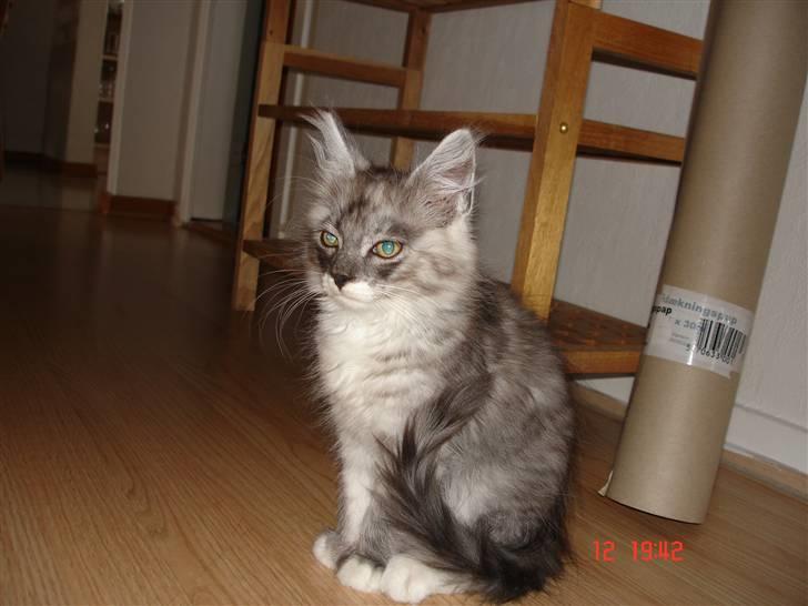 Maine Coon Taz (død) billede 19