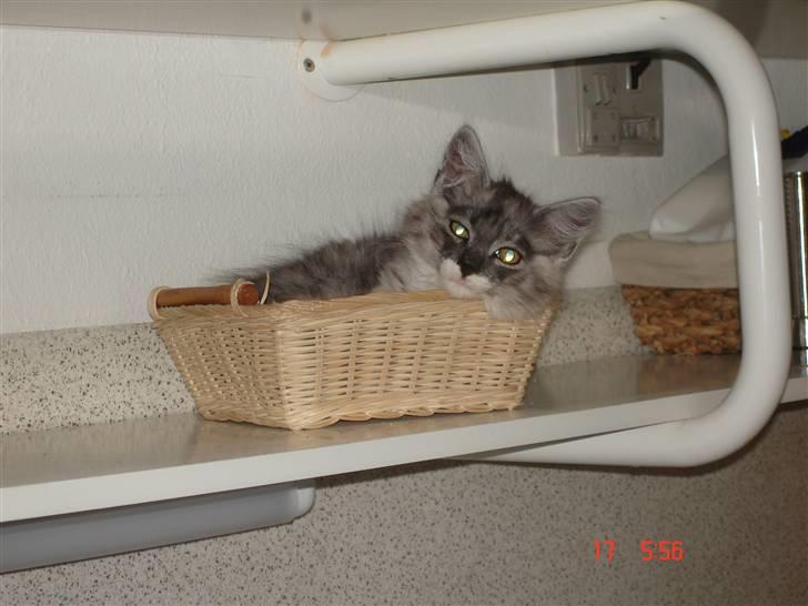 Maine Coon Taz (død) billede 20