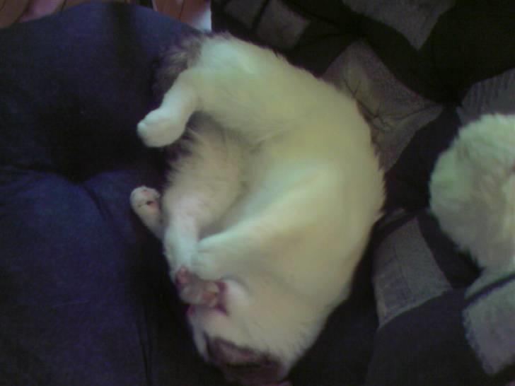 Blanding af racer Malou - hvis jeg vasker mig fint må jeg så gå ud og lege ? (: billede 5