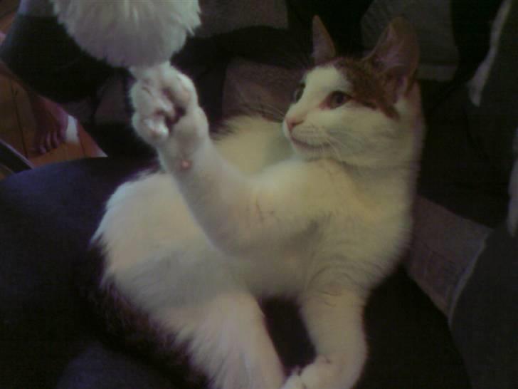 Blanding af racer Malou - Hvid boldt! billede 6