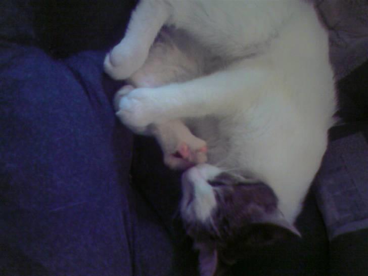 Blanding af racer Malou - jeg skrubber mig også mellem tærene´ billede 7