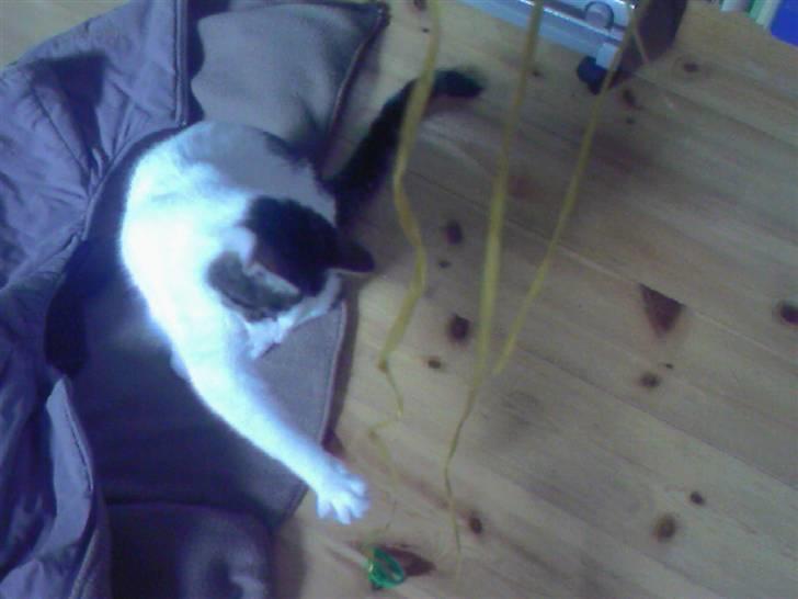 Blanding af racer Malou - VILDKATTEN SUPER MALOU! billede 8