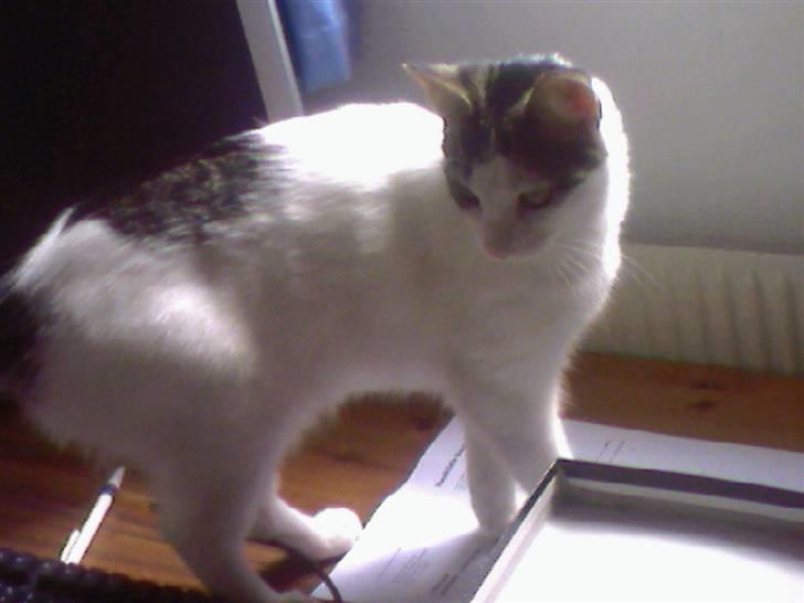 Blanding af racer Malou - gulvet er for skvat katte ´ (: billede 9