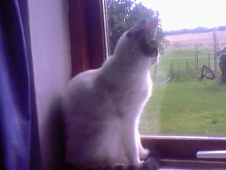 Blanding af racer Malou - ihhh en fin udsigt´ <3 billede 10