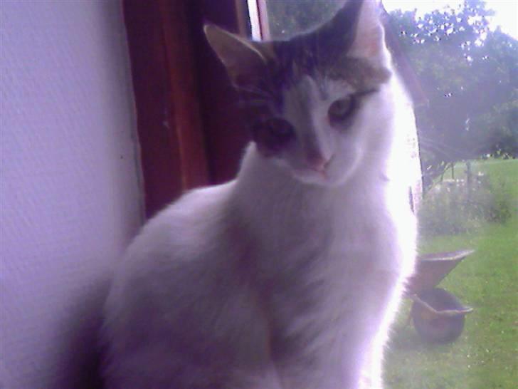 Blanding af racer Malou - jeg deler gerne min udsigt med dig . <3  billede 11