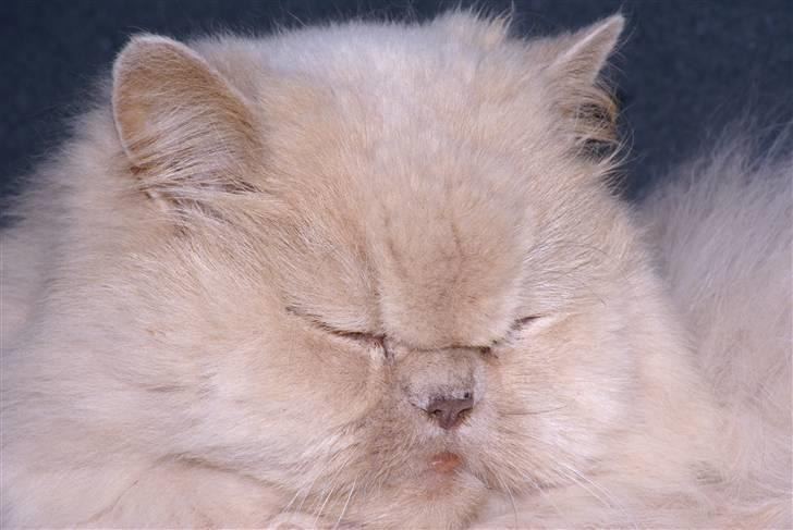 Perser gismi cannabinola billede 3