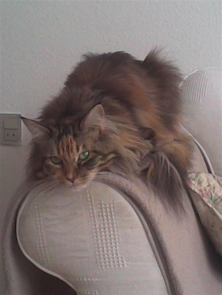 Maine Coon Cuba R.I.P 2008 billede 4