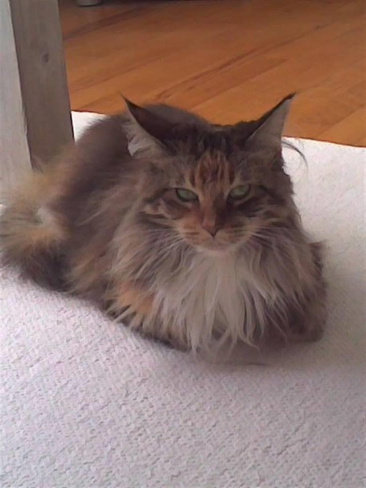 Maine Coon Cuba R.I.P 2008 billede 5