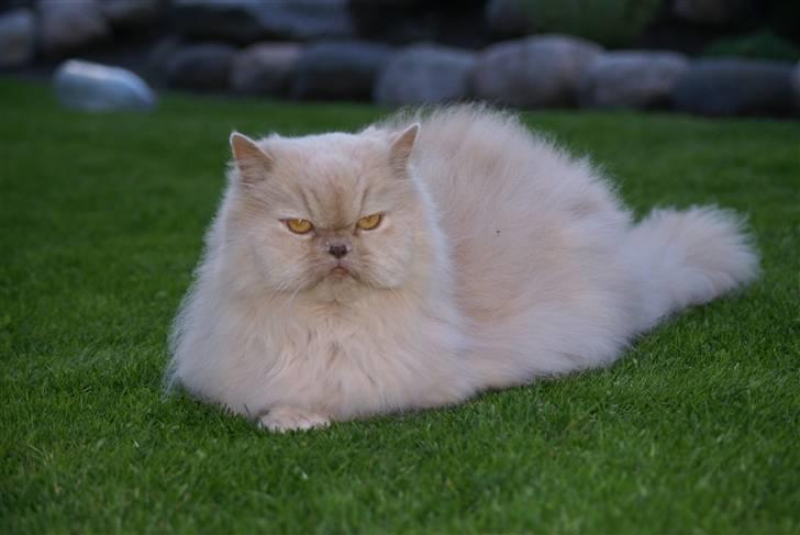 Perser gismi cannabinola billede 4