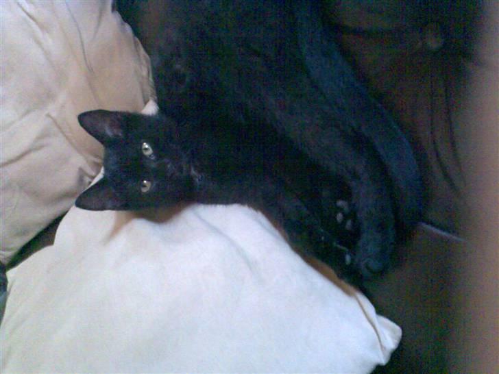 Huskat Blackie billede 1