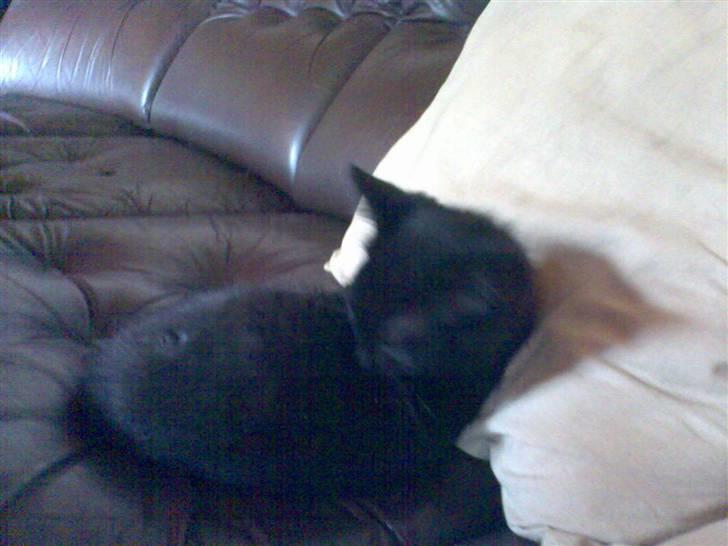 Huskat Blackie billede 2