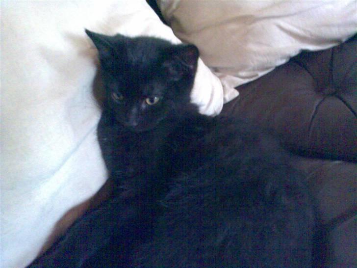 Huskat Blackie billede 3