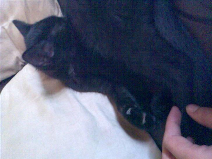 Huskat Blackie billede 4