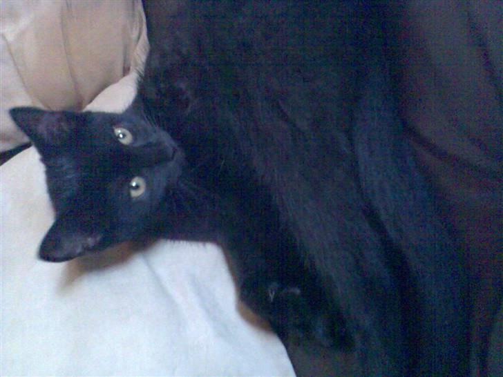 Huskat Blackie billede 5