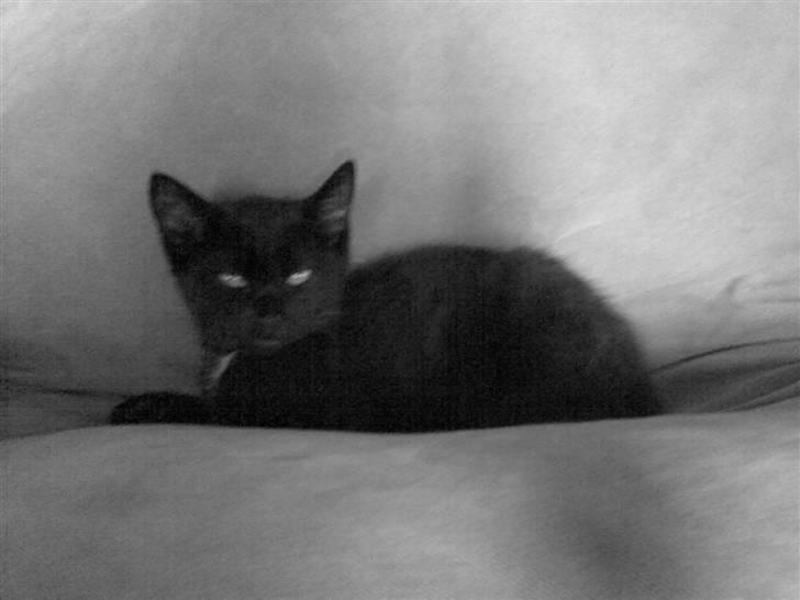 Huskat Blackie billede 6