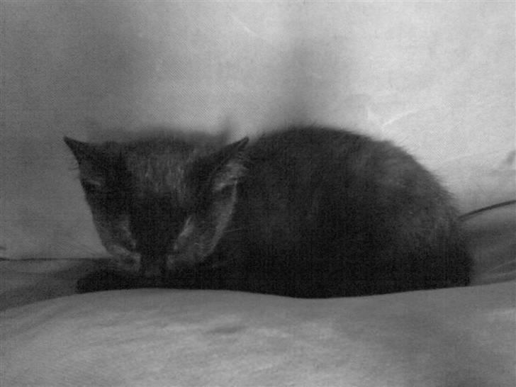 Huskat Blackie billede 7