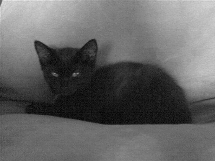 Huskat Blackie billede 8