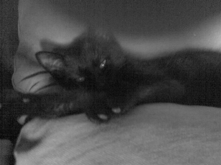 Huskat Blackie billede 9