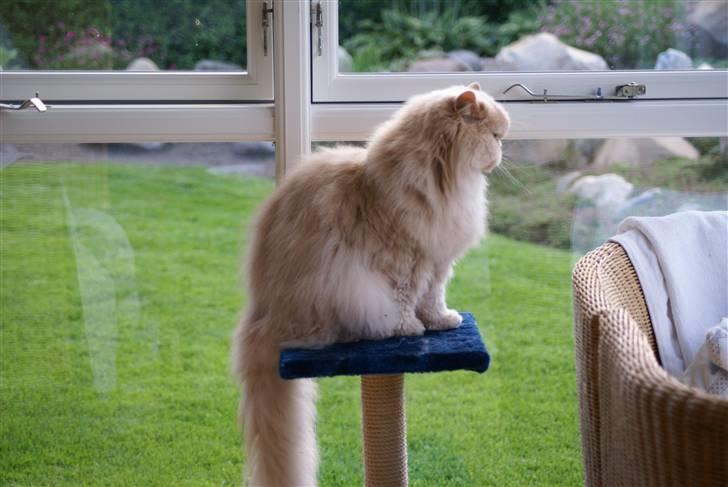 Perser gismi cannabinola billede 5