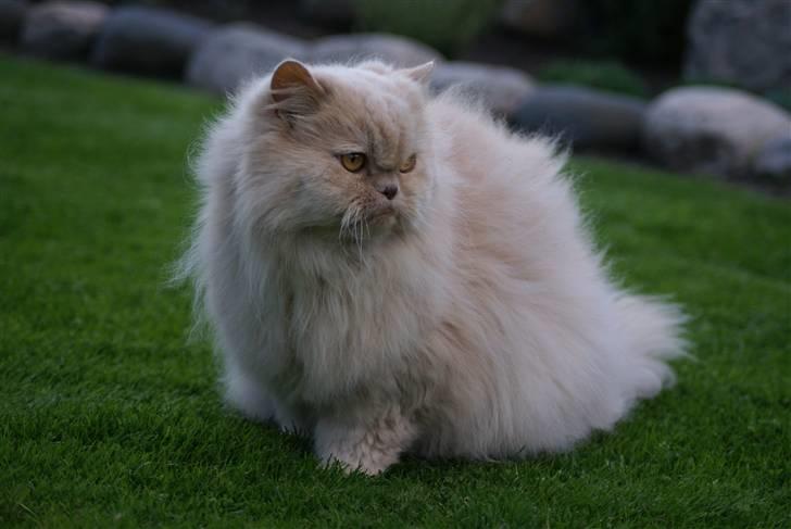 Perser gismi cannabinola billede 6