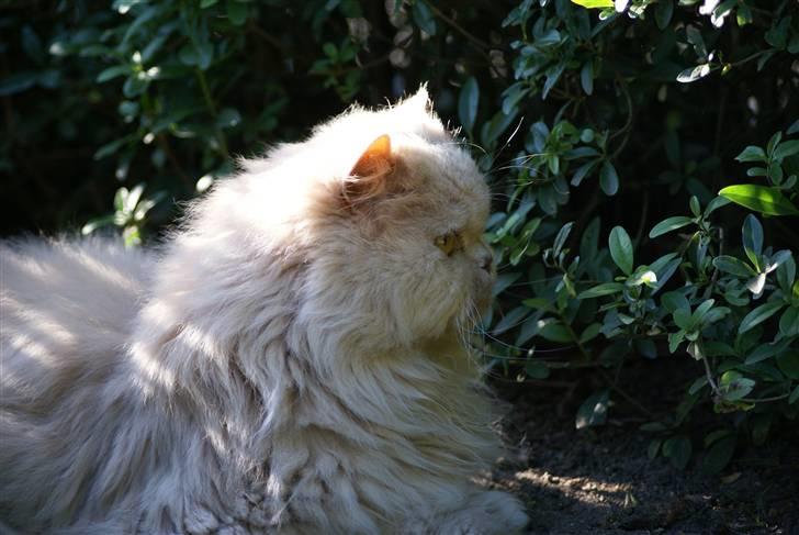 Perser gismi cannabinola billede 7