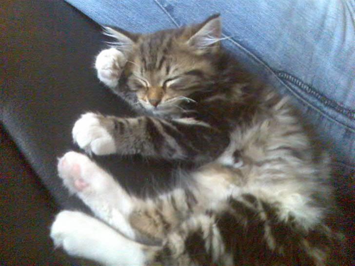 Norsk Skovkat Baloo <3 billede 6