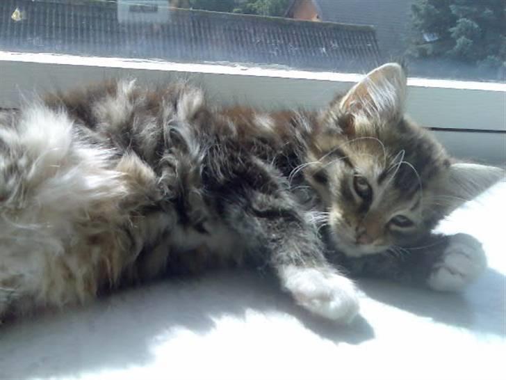 Norsk Skovkat Baloo <3 billede 7