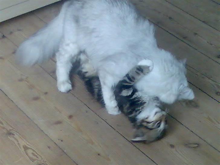 Norsk Skovkat Baloo <3 billede 8