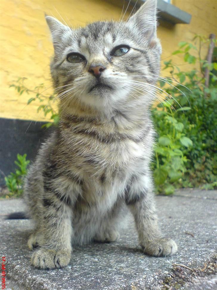 Huskat Soffi - Soffi kikker op mod solen så hun lukker øjnene får ikke at få ondt i dem :D billede 1