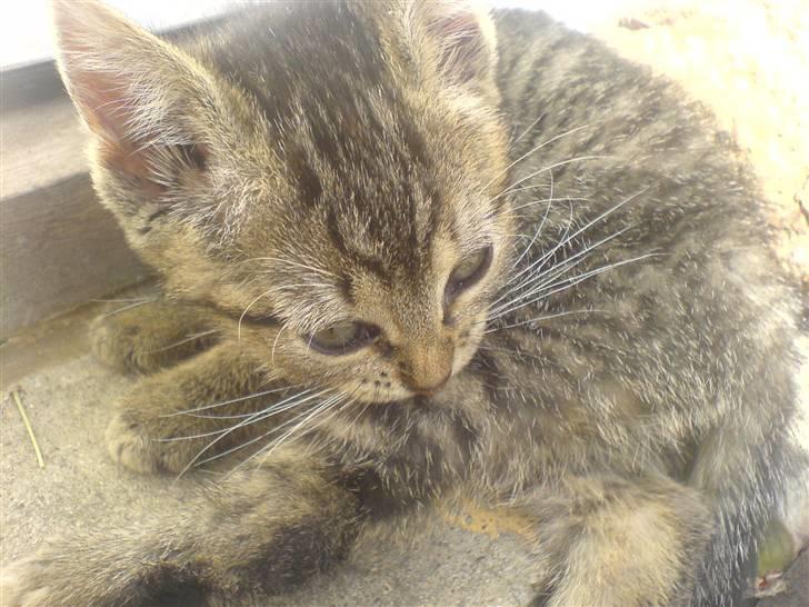 Huskat Soffi - Årha det klør lige .. Det billed har min veninde taget ..Taak Anna. Det er rigtig godt  billede 2