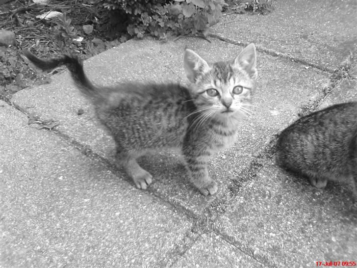 Huskat Soffi - Kuk kuk.. :d det er gråt fordi jeg har taget billet på mobil der kan jeg lave det om.. billede 3