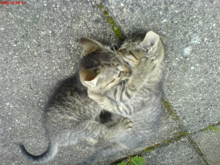 Huskat Soffi - Soffi leger med mikie ellers er det freja :D De er da dejlige hihi billede 4