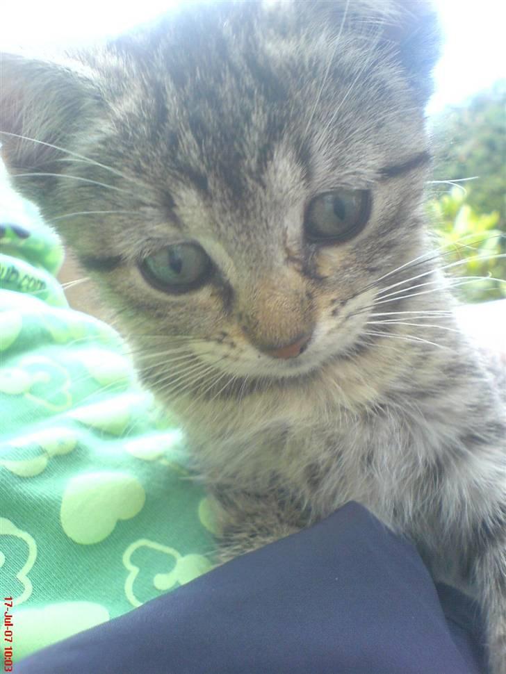 Huskat Soffi - Hovsa .. hihi hun kom lidt for tet på.. :D men billedet blev da godt aligevel billede 5