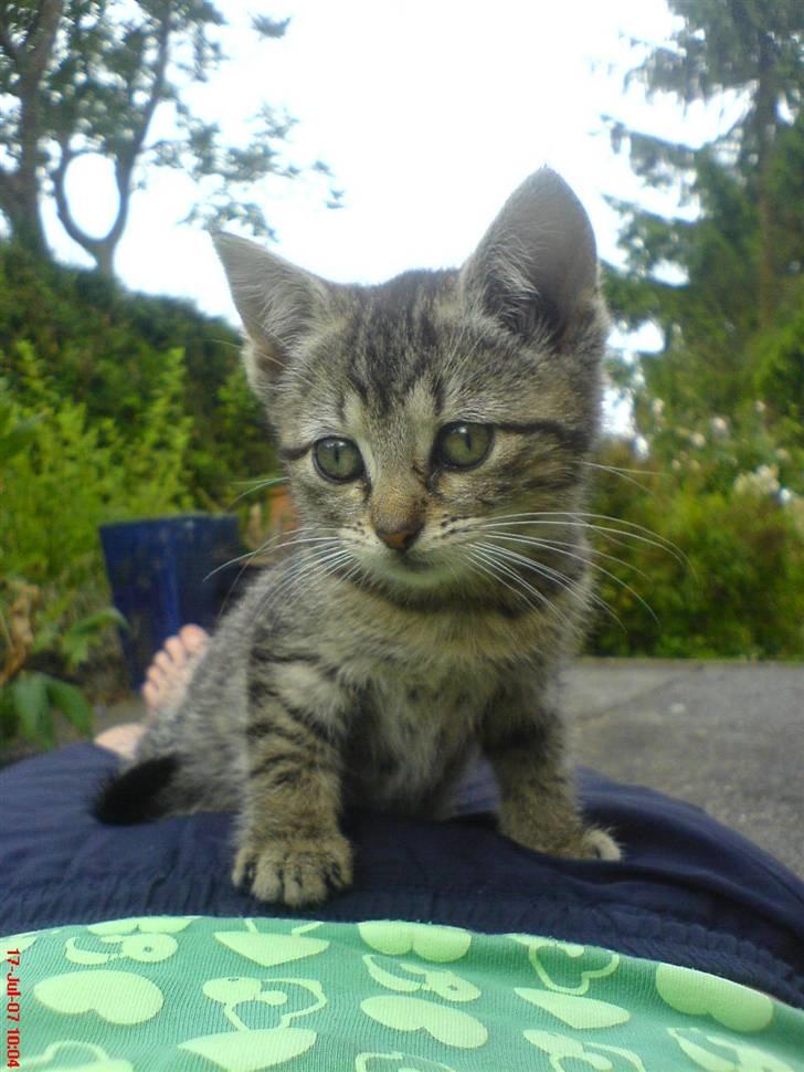 Huskat Soffi - Det er det bedste billed jeg har taget ..Syntes i ikke det er godt ;D jo sikkert for soffi er jo Dejlig . og det er jo hende der er på :D billede 7