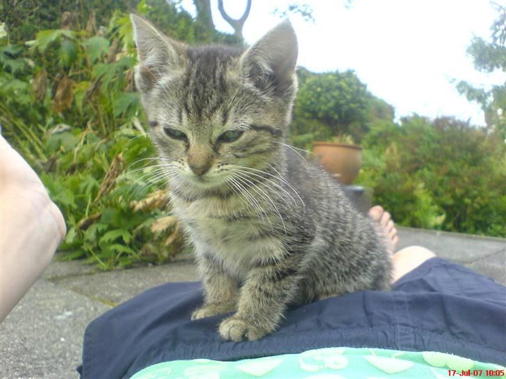 Huskat Soffi - uhada er du træt min skath ? hihi. Hun er da sød.  billede 8