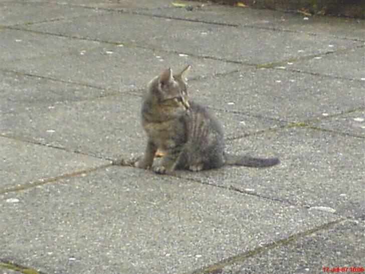 Huskat Soffi - Billedet er nok lidt sløret .. Undskyld.  billede 9