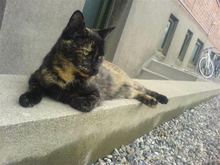 Huskat Malou - tager li en slapper i haven..:) billede 1