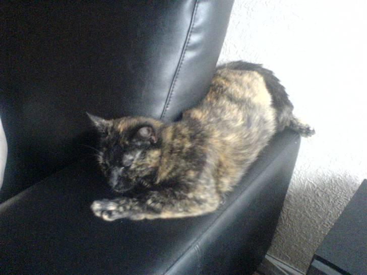 Huskat Malou billede 2