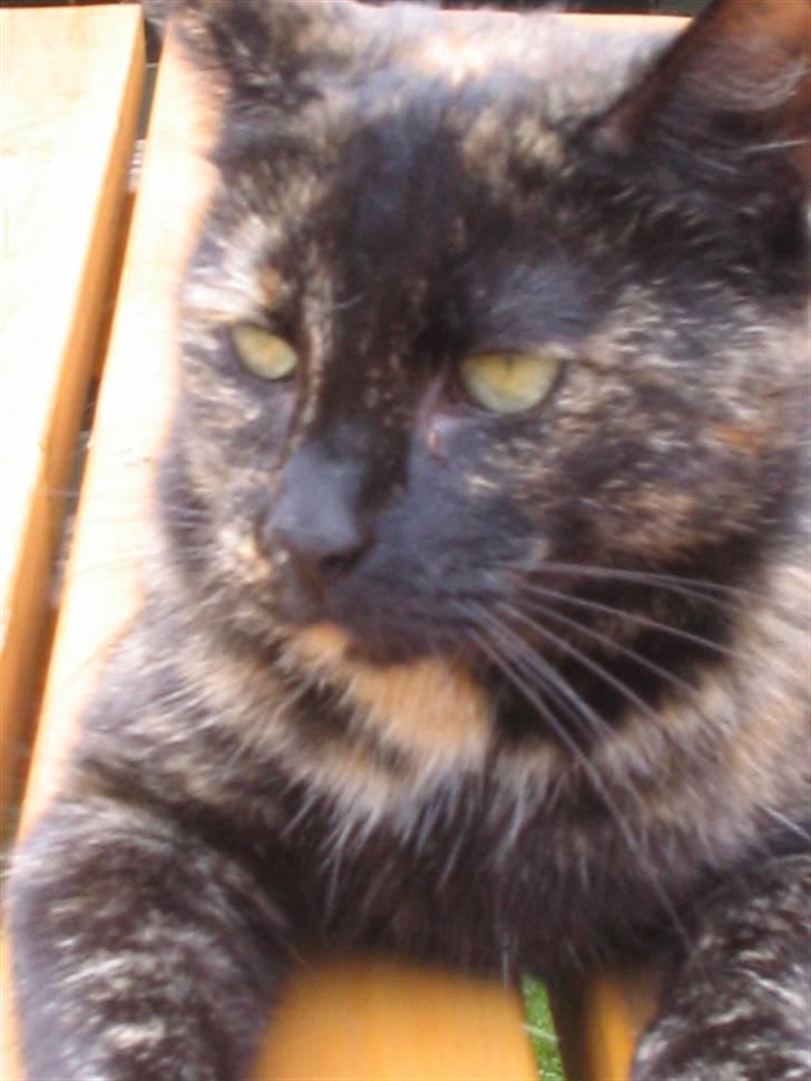 Huskat Malou billede 3