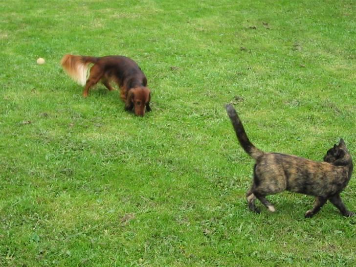 Huskat Malou - det er mig og min bedste ven Chico.. billede 4