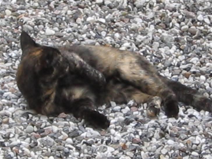 Huskat Malou - hygger li i haven:) billede 5