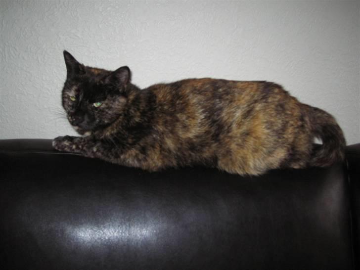 Huskat Malou billede 6